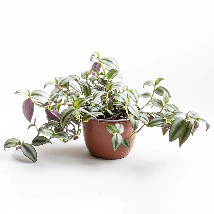 🌱Tradescantia 1