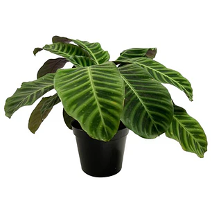 🌱Calathea
