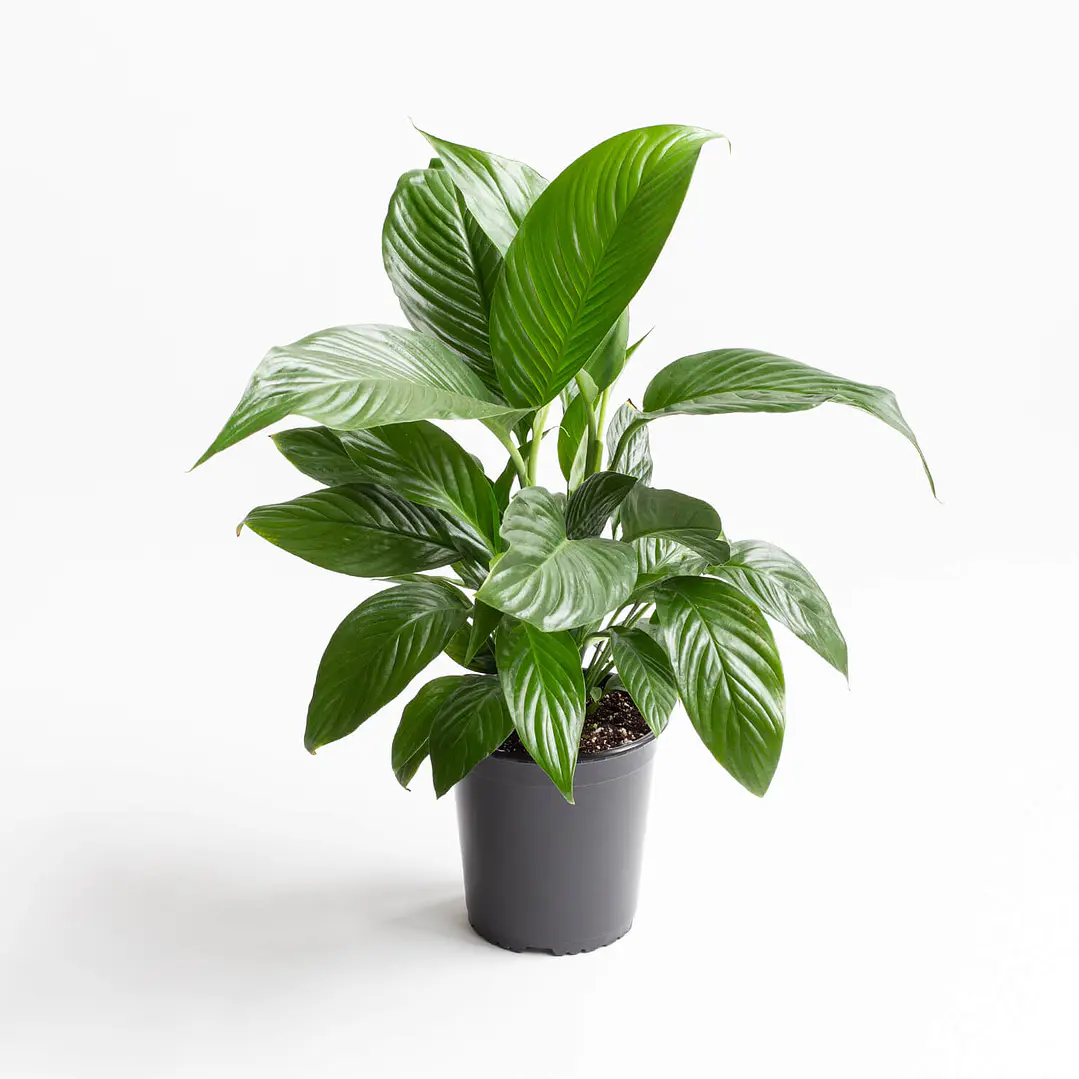 🌱Spathiphyllum 1