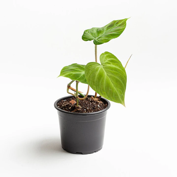 🌱Filodendro 1