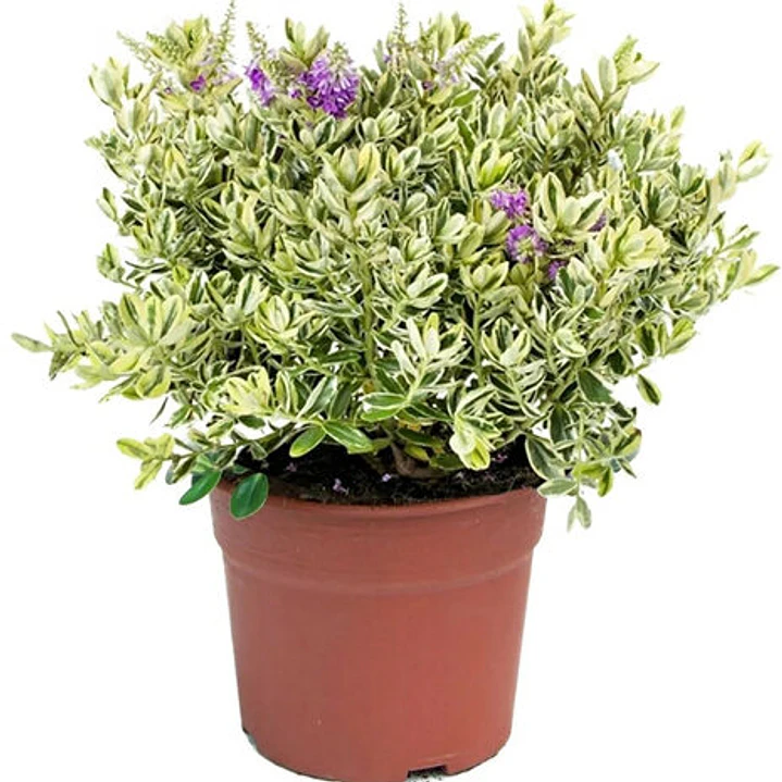 🌱Verónica 1