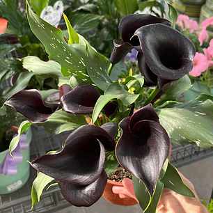 🌱Cala color negro