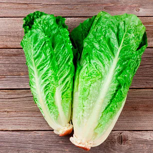 🥬 Lechuga Costina