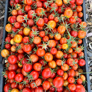🍅 Tomate Cherry Racimo