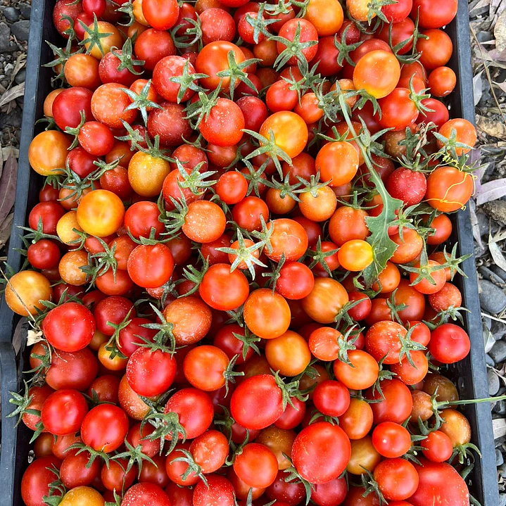 🍅 Tomate Cherry Racimo 1