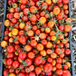 🍅 Tomate Cherry Racimo - Miniatura 1