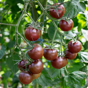 🌱Black Cherry 