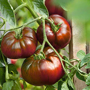 🌱Paul Robeson