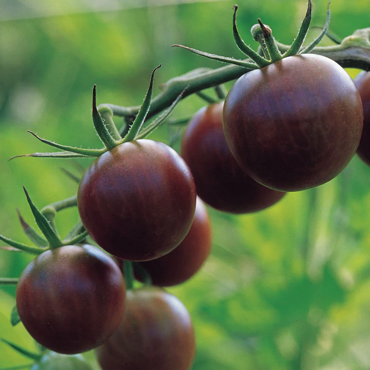 🌱Black Cherry Grape 1