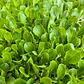 🌱Lechugas - Miniatura 1