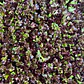 🌱Lechugas - Miniatura 3