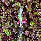 🌱Lechugas - Miniatura 4