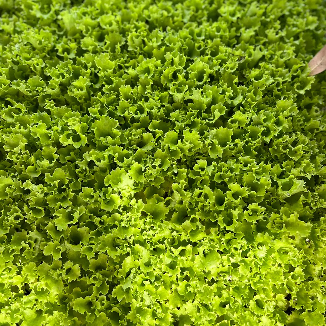 🌱Lechugas 5