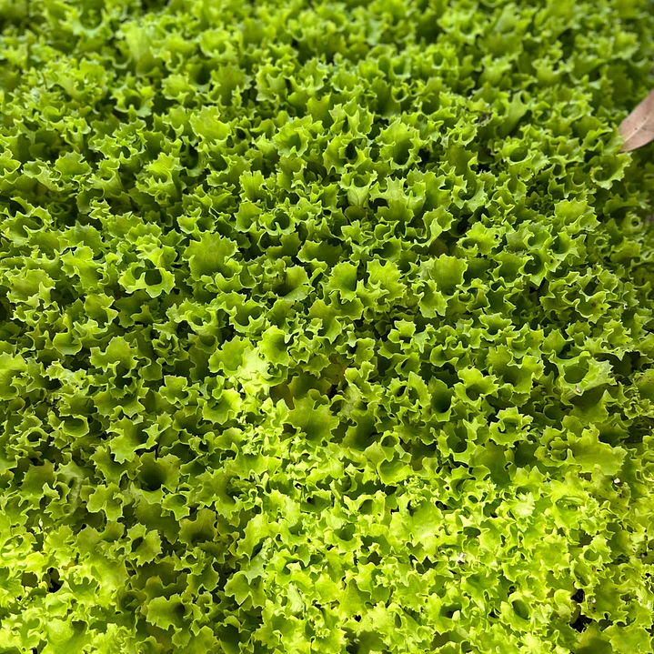 🌱Lechugas 5