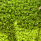 🌱Lechugas - Miniatura 5
