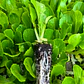 🌱Lechugas - Miniatura 6