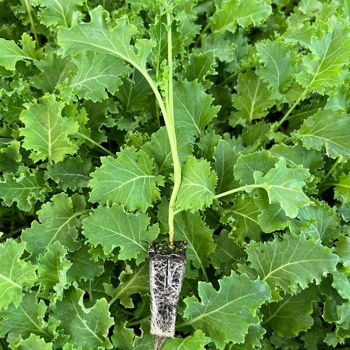 🌱Kales 5