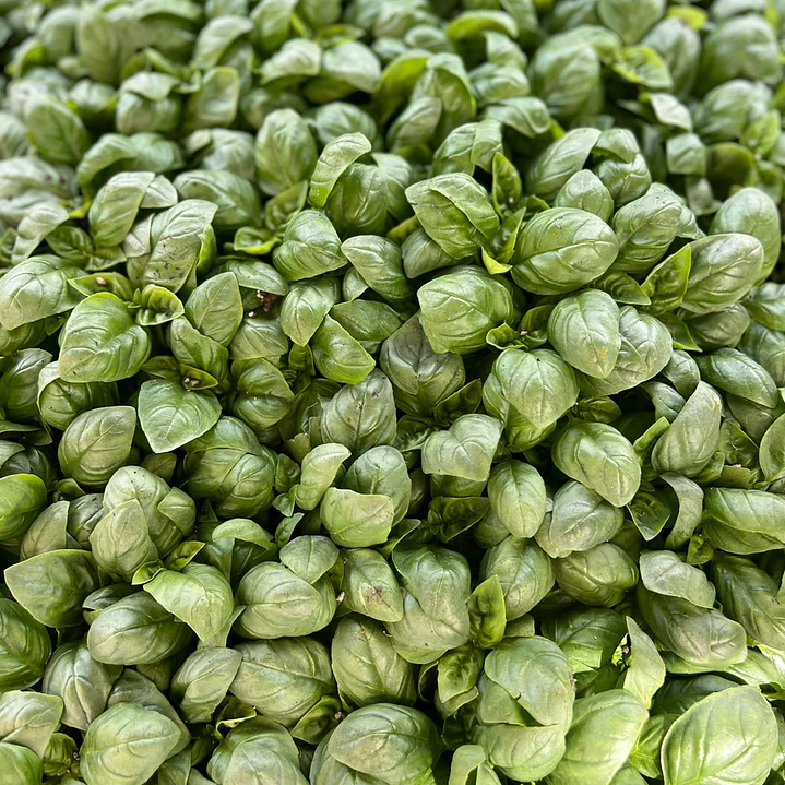 🌱Albahaca Verde 1