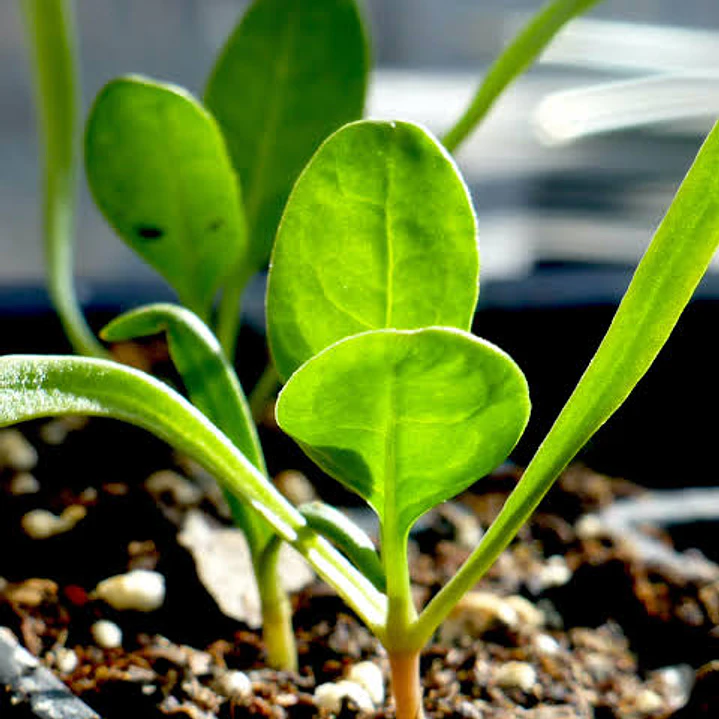 🌱Espinaca 1