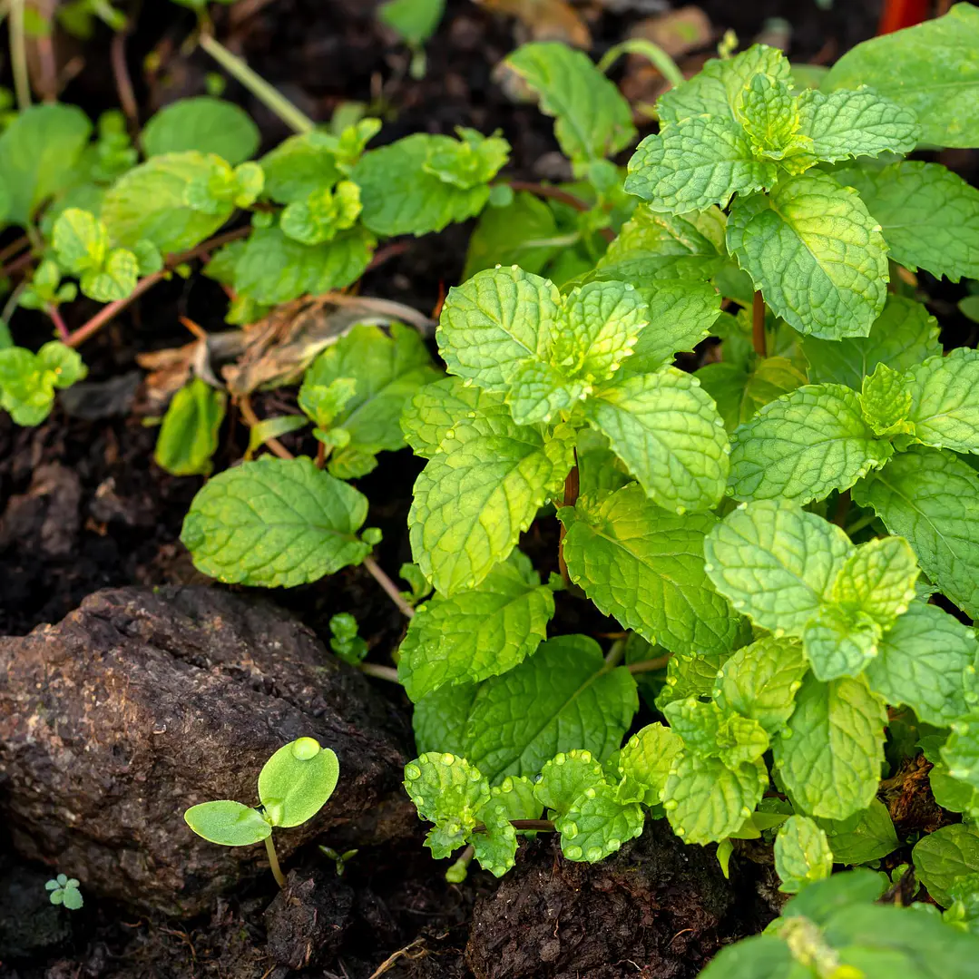 🌱Menta 1