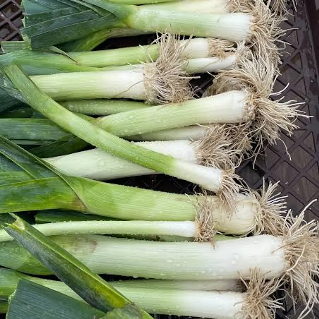 🥬 Puerro 1