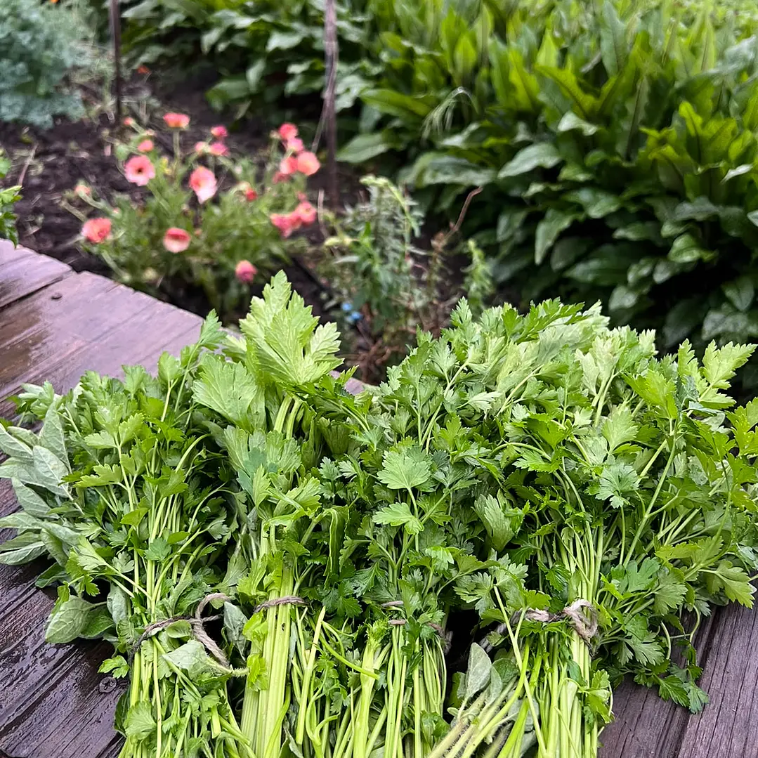 🌿 Verdura Surtida 2