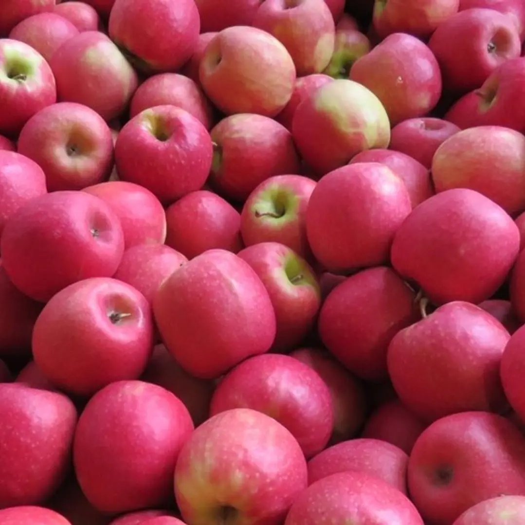 🍎 Manzana Pink Lady 1
