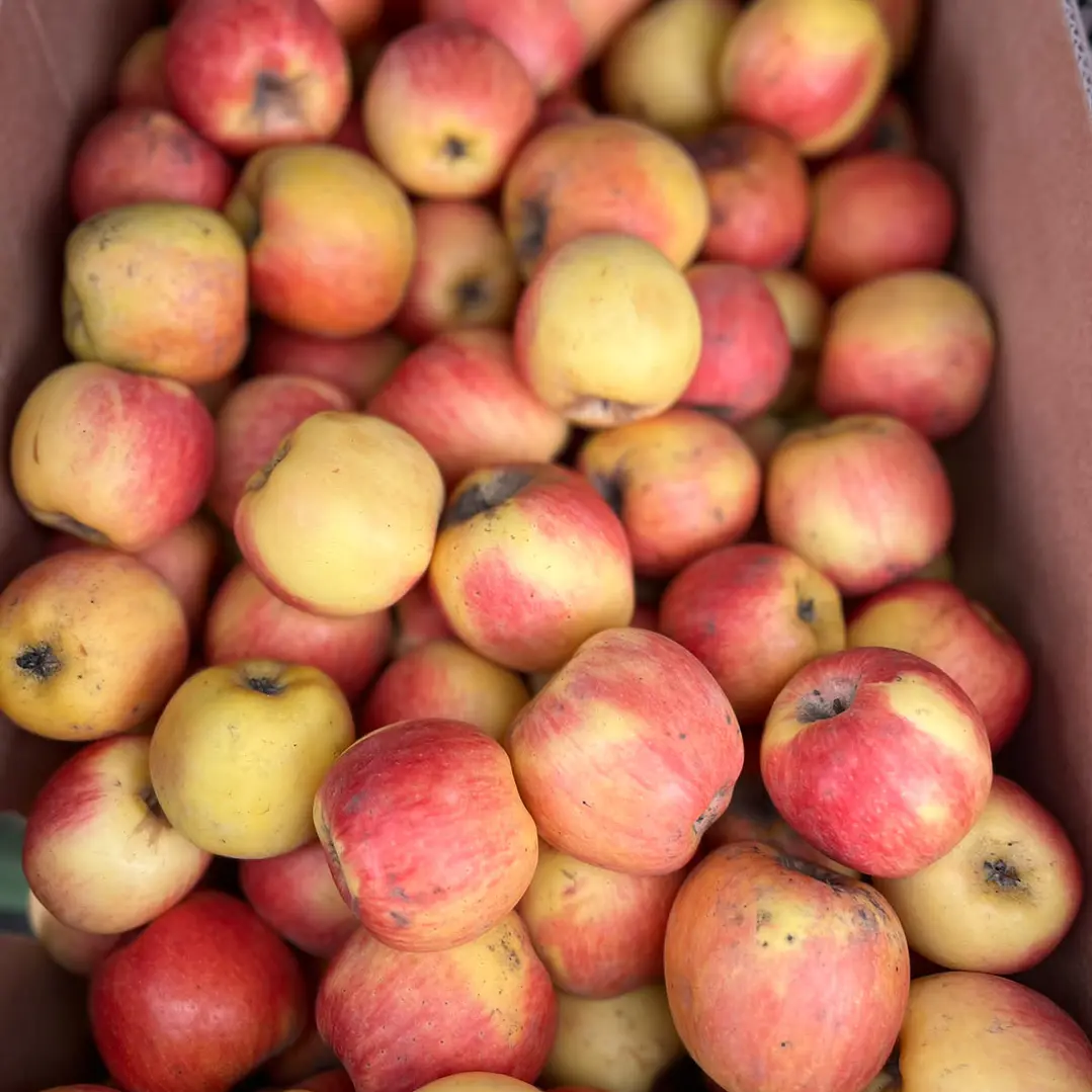 🍎 Manzana Ambrosía 1