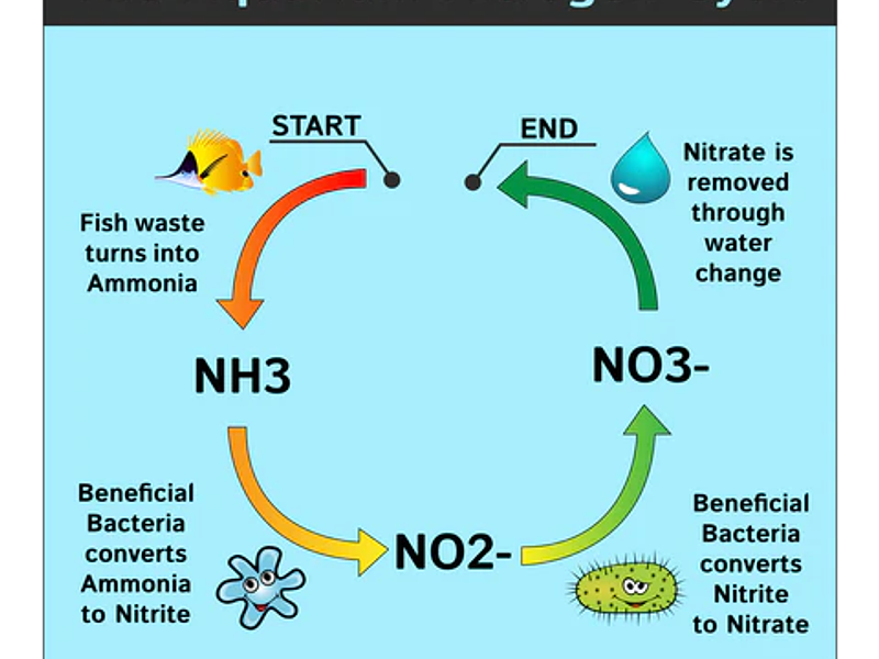 Ciclagem e Fertilização nesta fase: Guia Completo