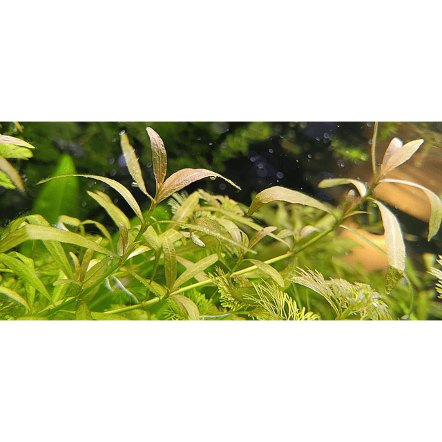 Hygrophila Polysperma