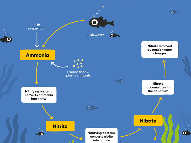 O Ciclo de Azoto - o coração do seu aquário!!!