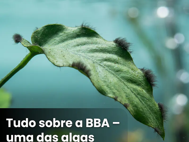 Tudo sobre a BBA - uma das algas mais temidas!!!