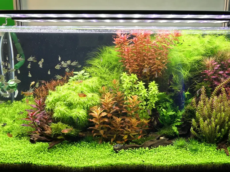 Folhas amarelas, buracos e crescimento lento: como identificar carências nas plantas do aquário