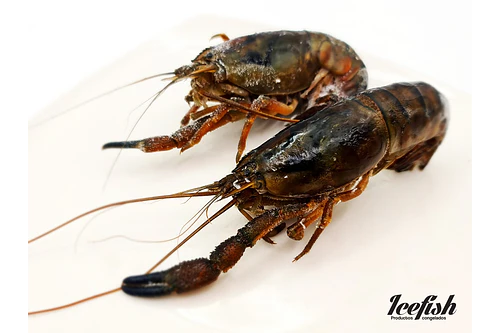 Camarón de Río 1kg