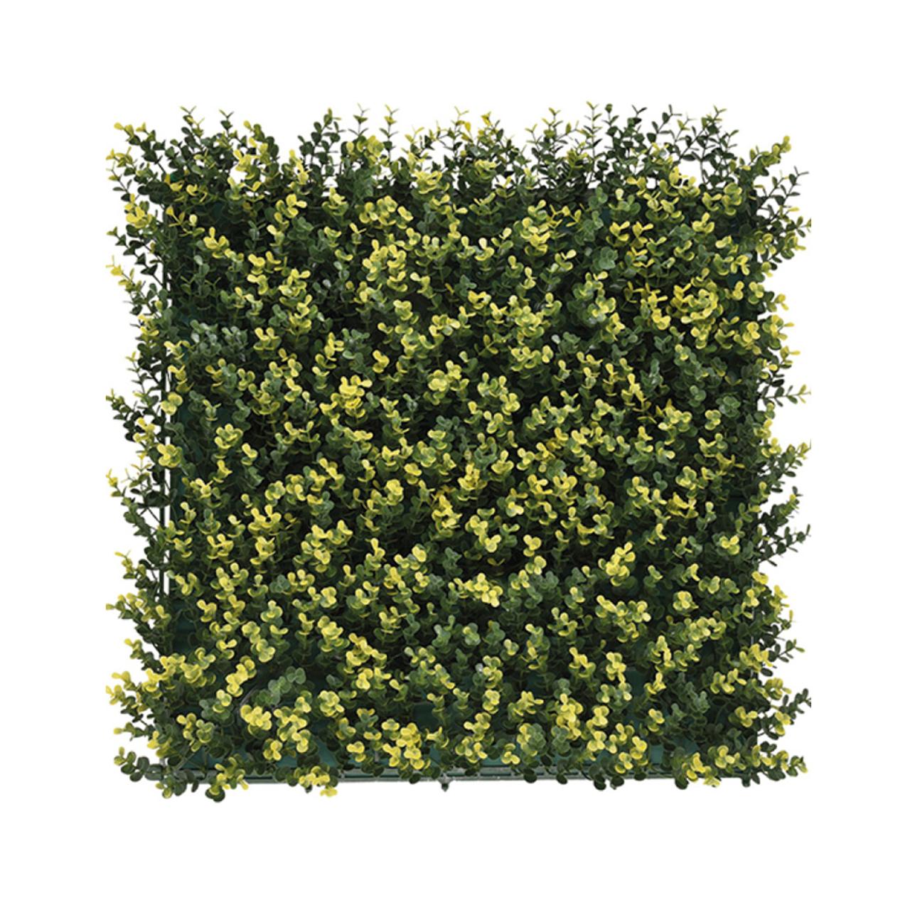 Buxus Bicolor 50x50cm
