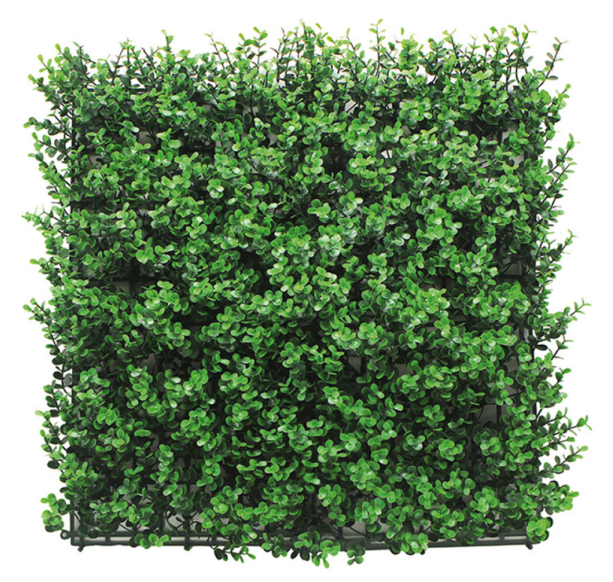 Buxus Verde 50x50cm