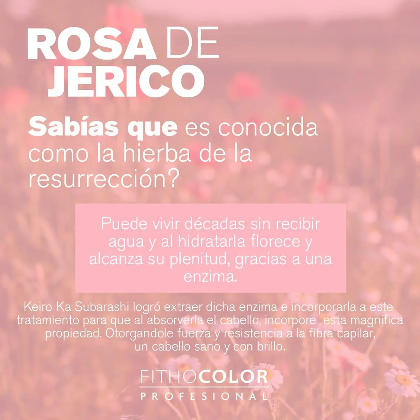 ROSA DE JERICO MÁSCARA CAPILAR 2