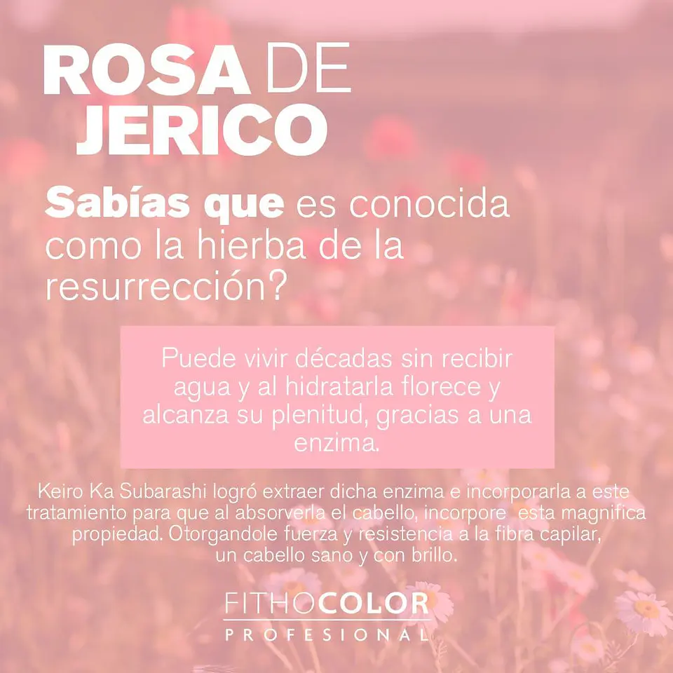 ROSA DE JERICO MÁSCARA CAPILAR 2
