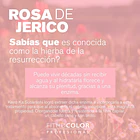 ROSA DE JERICO PROTECTOR TÉRMICO BIFASE X200 ML  2