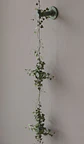 KIT Enreda 01 - Miniatura 3