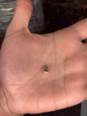 Entremeio Canequinha Mini