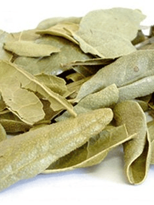 Ewe Alumã (boldo baiano)