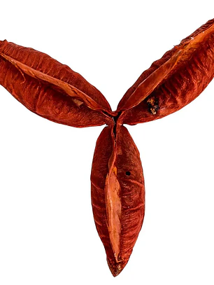 Fava do amor
