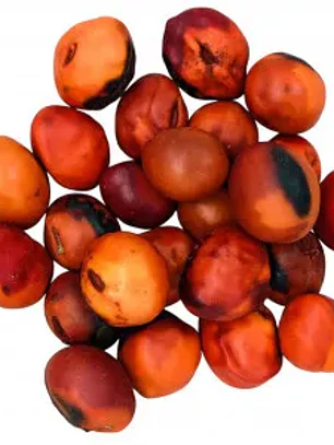 Fava de Exú 2