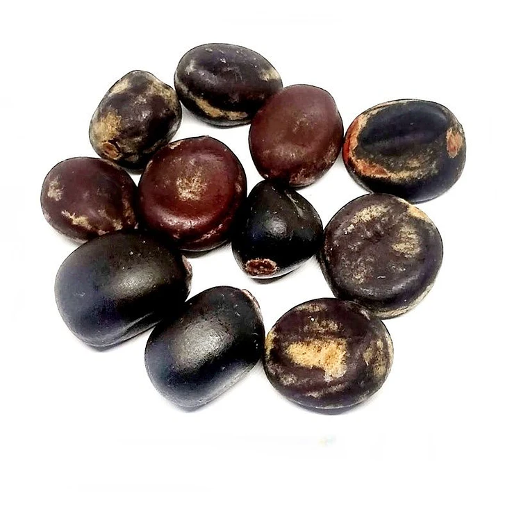 Fava de Xangô 1