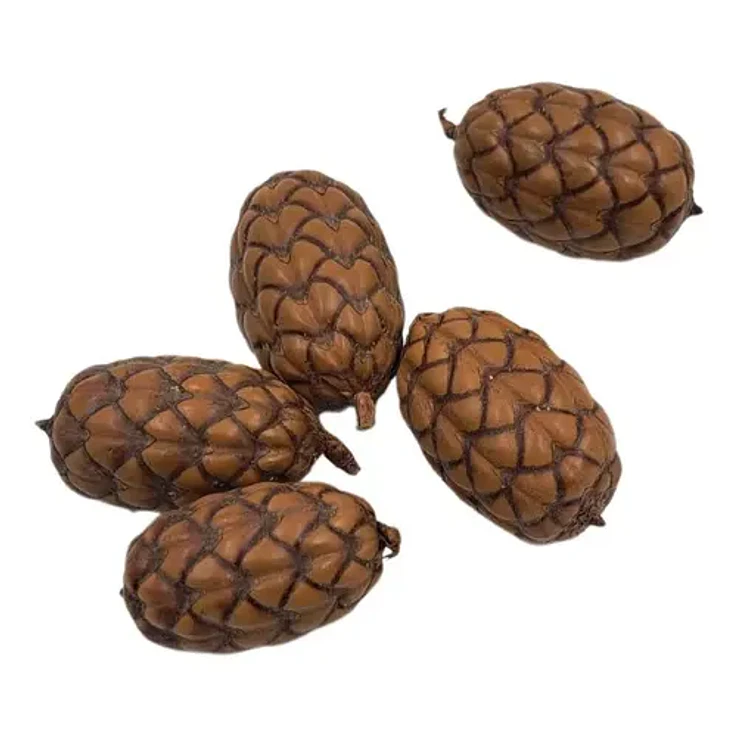 Fava de Oxóssi XL 1