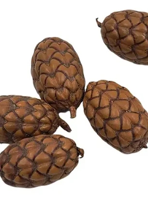 Fava de Oxóssi XL