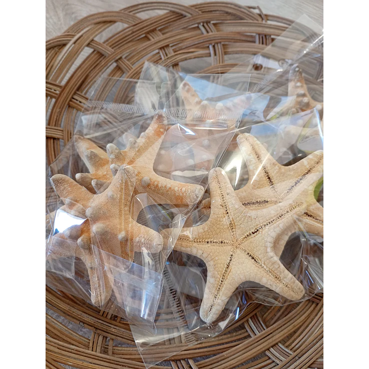 Estrelas do mar natural - 2 unidades 2