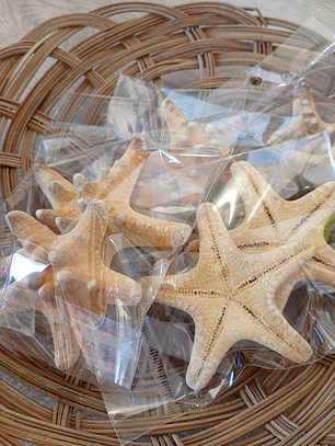 Estrelas do mar natural - 2 unidades