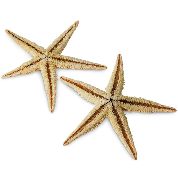 Pack Mini estrelas do mar - 12 unidades 1